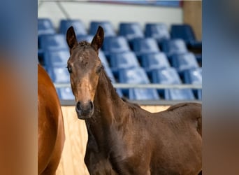 KWPN, Hingst, Föl (05/2024), Mörkbrun