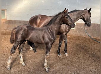 KWPN, Hingst, Föl (06/2024), Svart