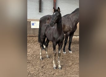 KWPN, Hingst, Föl (06/2024), Svart