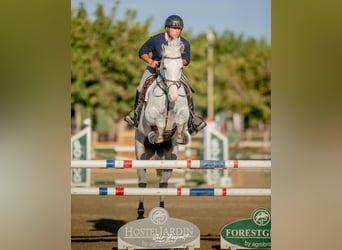 KWPN, Hongre, 10 Ans, 164 cm, Gris