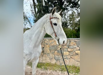 KWPN, Hongre, 10 Ans, 164 cm, Gris