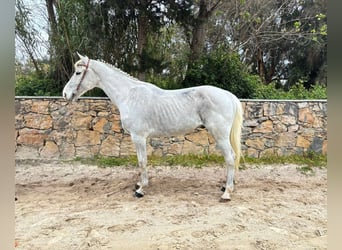 KWPN, Hongre, 10 Ans, 164 cm, Gris