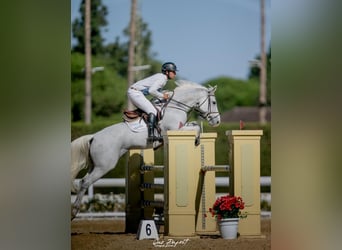 KWPN, Hongre, 10 Ans, 164 cm, Gris