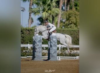 KWPN, Hongre, 10 Ans, 164 cm, Gris