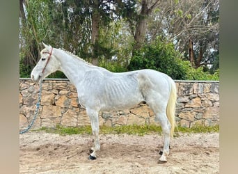 KWPN, Hongre, 10 Ans, 164 cm, Gris