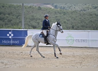 KWPN, Hongre, 10 Ans, 164 cm, Gris