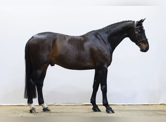 KWPN, Hongre, 10 Ans, 165 cm