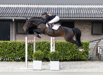 KWPN, Hongre, 10 Ans, 165 cm