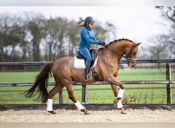 KWPN, Hongre, 10 Ans, 166 cm, Alezan