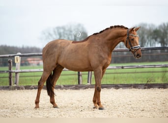 KWPN, Hongre, 10 Ans, 166 cm, Alezan