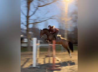 KWPN, Hongre, 10 Ans, 166 cm, Bai