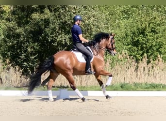 KWPN, Hongre, 10 Ans, 167 cm, Bai