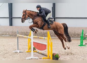KWPN, Hongre, 10 Ans, 169 cm, Alezan brûlé
