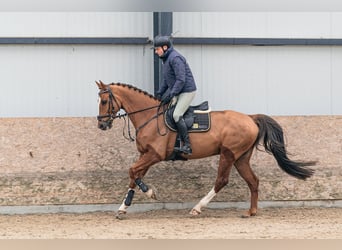 KWPN, Hongre, 10 Ans, 169 cm, Alezan brûlé