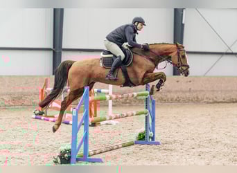 KWPN, Hongre, 10 Ans, 169 cm, Alezan brûlé