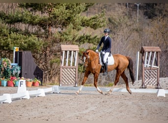 KWPN, Hongre, 10 Ans, 169 cm, Alezan