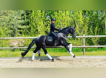 KWPN, Hongre, 10 Ans, 169 cm, Noir