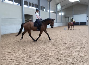 KWPN, Hongre, 10 Ans, 170 cm, Bai