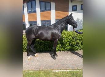 KWPN, Hongre, 10 Ans, 170 cm, Noir