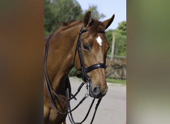 KWPN, Hongre, 10 Ans, 172 cm, Alezan brûlé