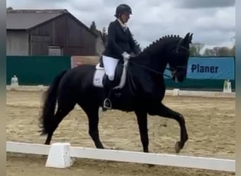 KWPN, Hongre, 10 Ans, 172 cm, Bai brun foncé