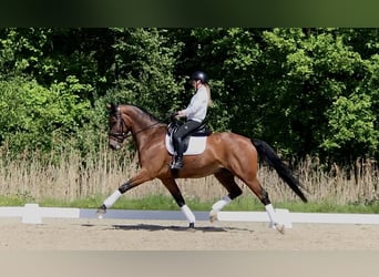 KWPN, Hongre, 10 Ans, 173 cm, Bai brun