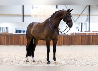 KWPN, Hongre, 10 Ans, 173 cm, Bai brun