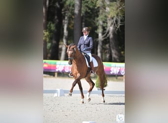 KWPN, Hongre, 10 Ans, 175 cm, Alezan brûlé
