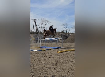 KWPN, Hongre, 10 Ans, 175 cm, Alezan