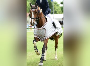 KWPN, Hongre, 10 Ans, 175 cm, Bai