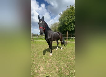 KWPN, Hongre, 10 Ans, 175 cm, Noir