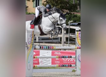 KWPN, Hongre, 10 Ans, 179 cm, Gris