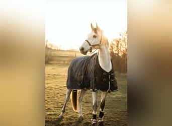 KWPN, Hongre, 10 Ans, 179 cm, Gris