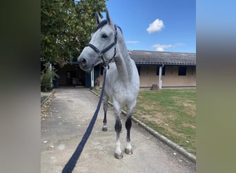 KWPN, Hongre, 10 Ans, 179 cm, Gris