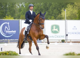 KWPN, Hongre, 10 Ans, 180 cm, Bai