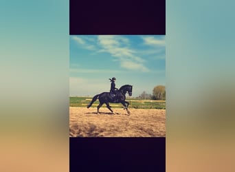 KWPN, Hongre, 10 Ans, 180 cm, Noir