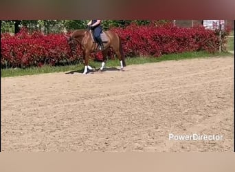 KWPN, Hongre, 11 Ans, 162 cm, Alezan cuivré