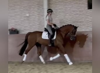 KWPN, Hongre, 11 Ans, 166 cm, Alezan