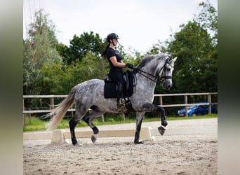 KWPN Croisé, Hongre, 11 Ans, 167 cm, Gris