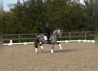 KWPN Croisé, Hongre, 11 Ans, 167 cm, Gris