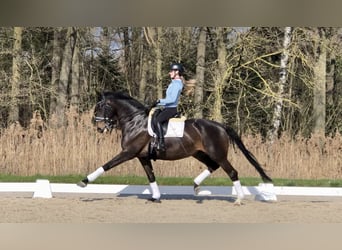 KWPN, Hongre, 11 Ans, 169 cm, Bai brun foncé