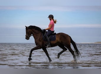 KWPN, Hongre, 11 Ans, 169 cm, Bai cerise