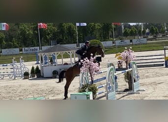 KWPN, Hongre, 11 Ans, 172 cm, Bai