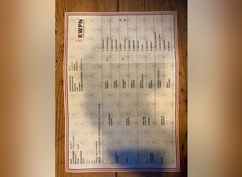 KWPN, Hongre, 11 Ans, 173 cm, Bai