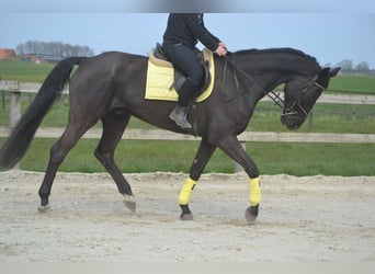 KWPN, Hongre, 11 Ans, 175 cm, Noir