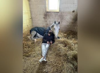 KWPN, Hongre, 11 Ans, 176 cm, Gris pommelé