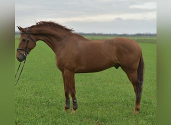 KWPN, Hongre, 12 Ans, 165 cm