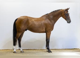 KWPN, Hongre, 12 Ans, 166 cm, Bai