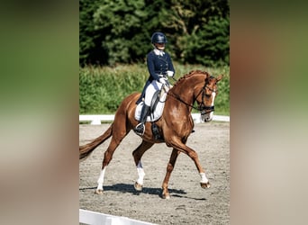 KWPN, Hongre, 12 Ans, 170 cm, Alezan