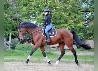 KWPN, Hongre, 12 Ans, 170 cm, Bai